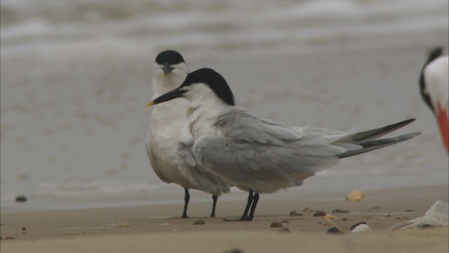 Sandwich Tern (Cabot's) - ML466107