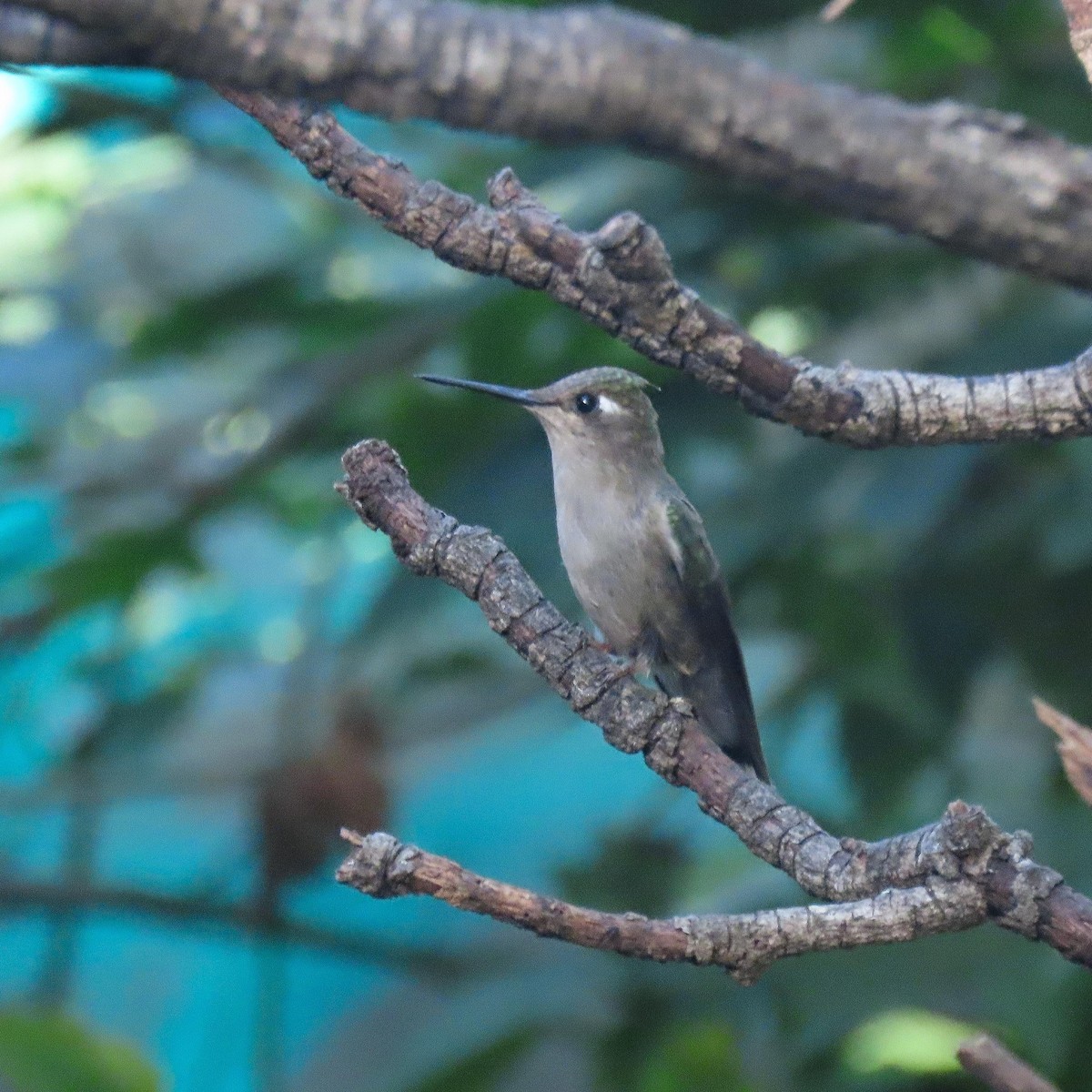 fiolvipekolibri - ML466108691