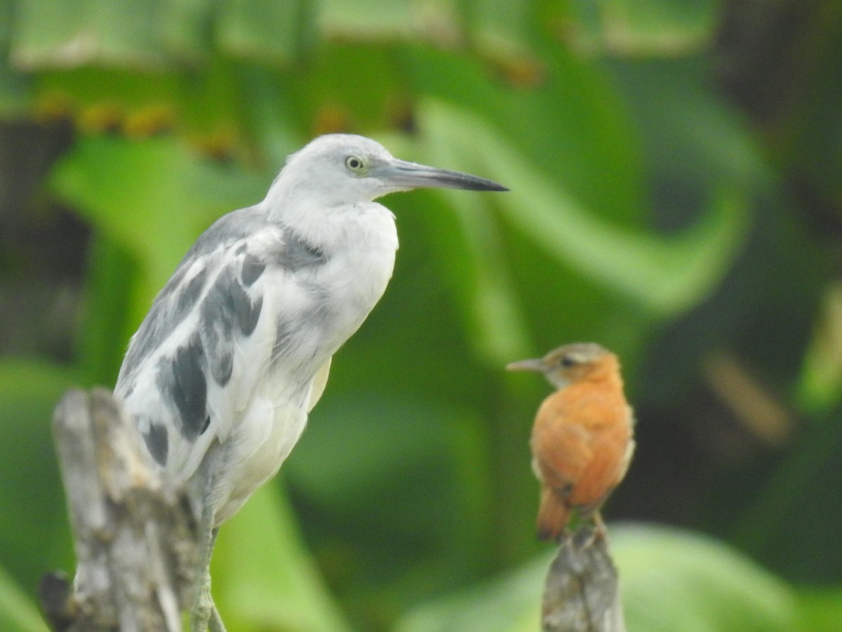 Little Blue Heron - Leandro Niebles Puello