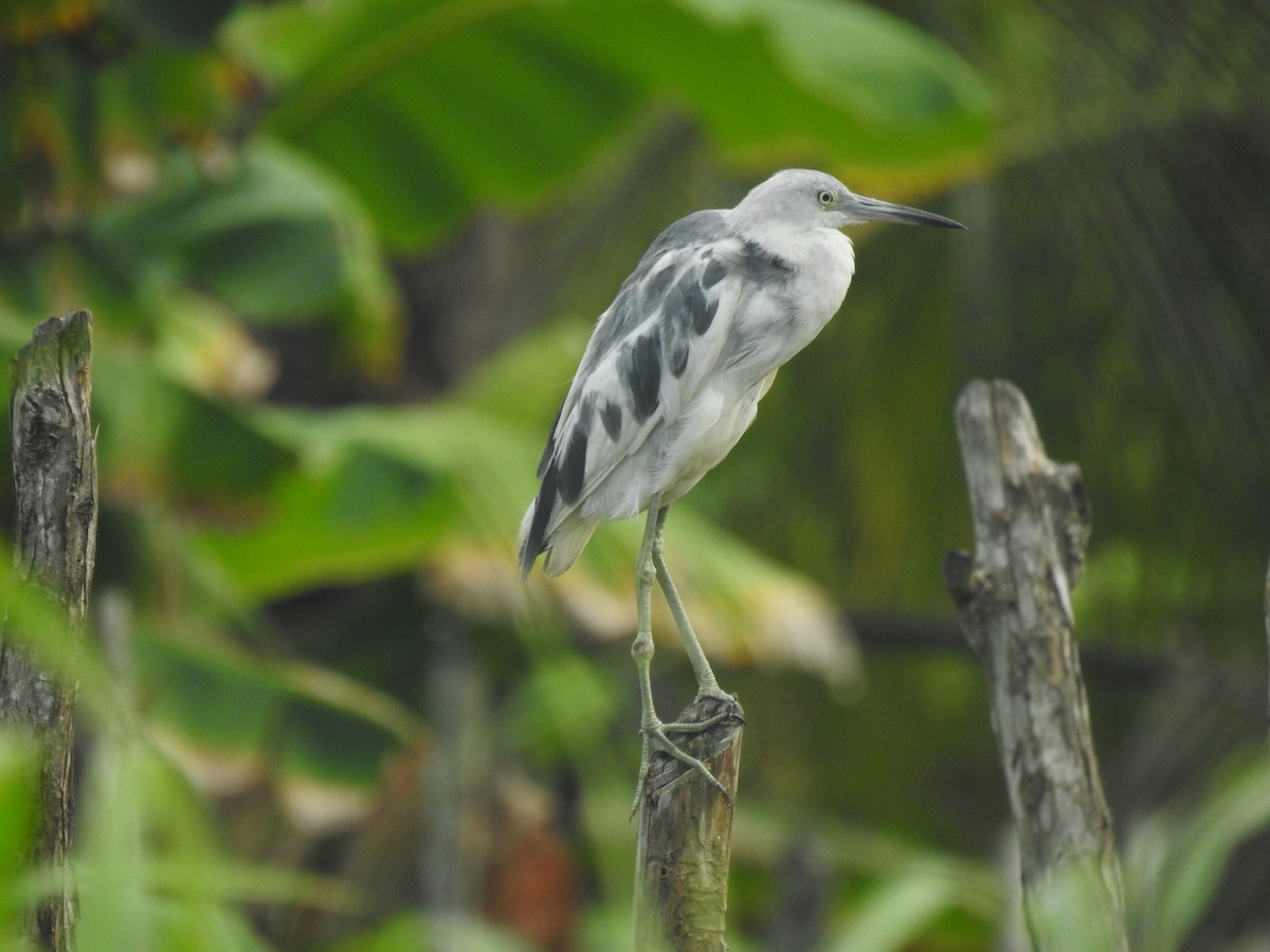 Little Blue Heron - ML466108981