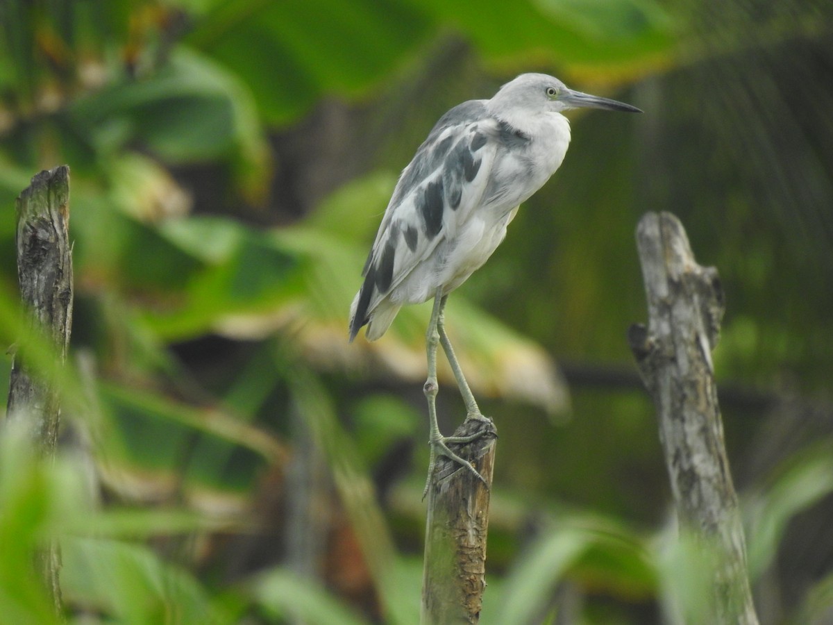 Little Blue Heron - ML466108991