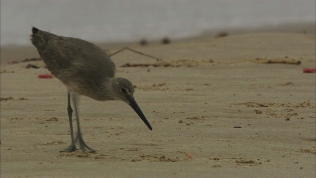 Willet - ML466109