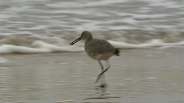 Willet - ML466110