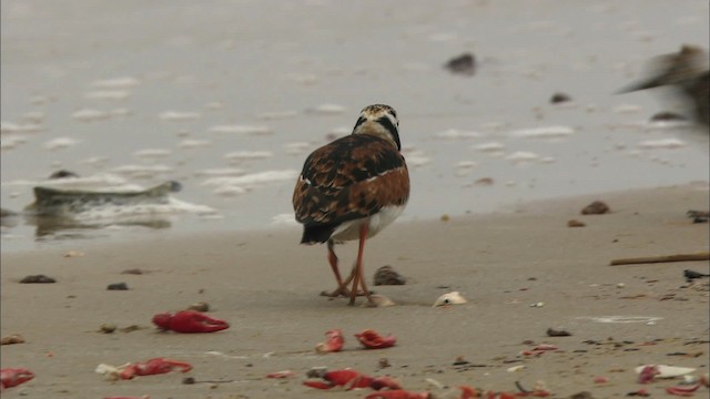 Ruddy Turnstone - ML466111