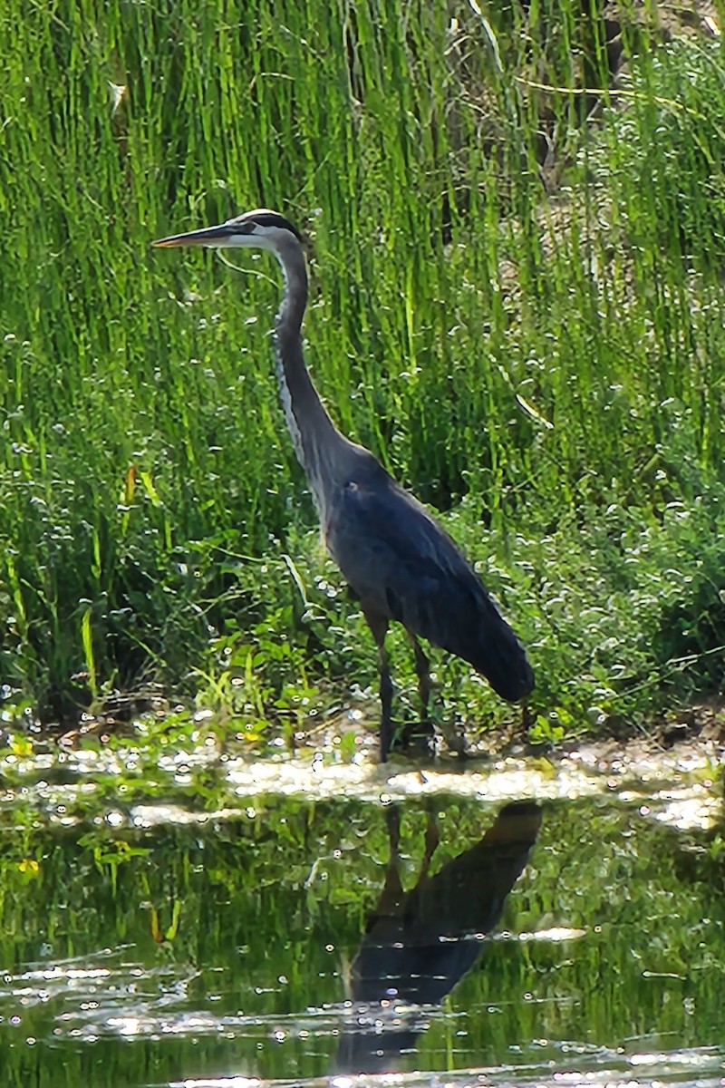 Garza Azulada - ML466111771