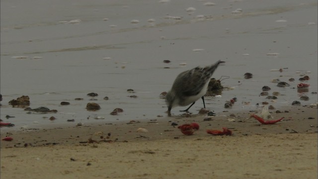 Sanderling - ML466112