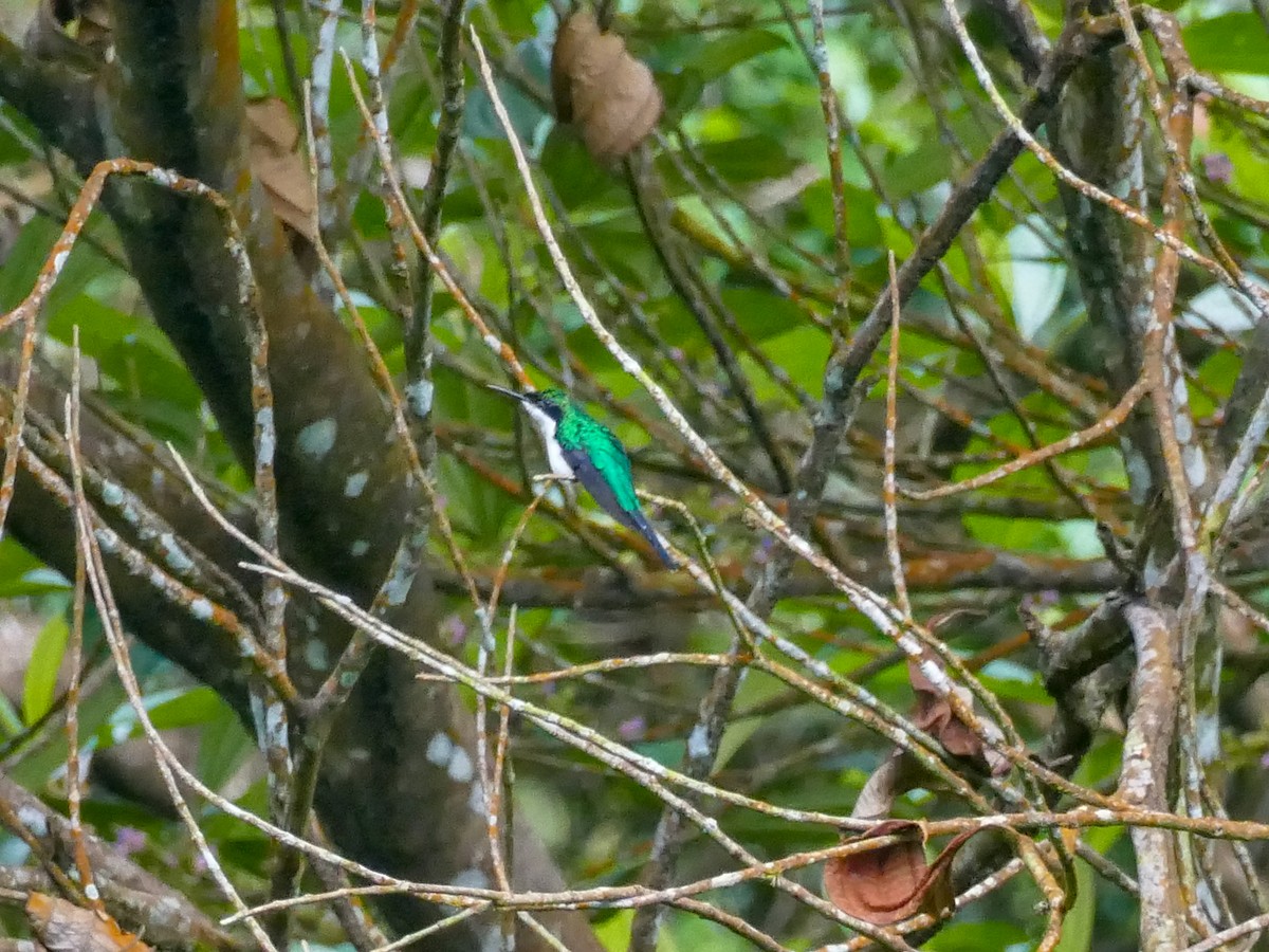 kolibřík purpurovohlavý - ML466112001