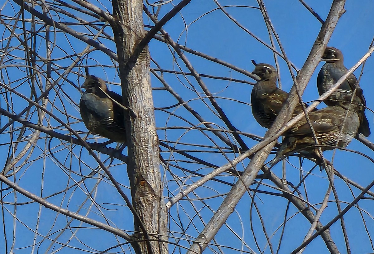 California Quail - Sarron Itliong