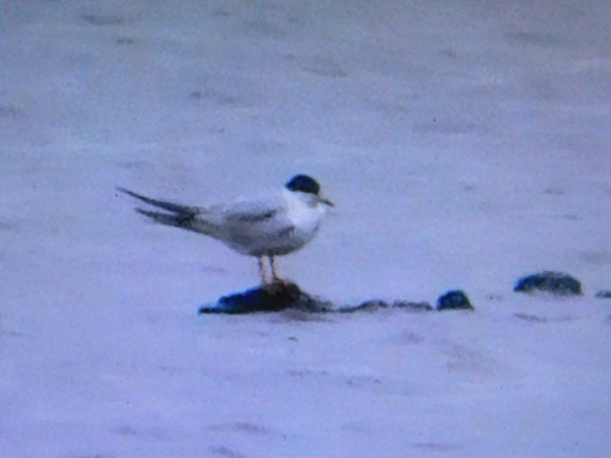 Forster's Tern - ML466112661