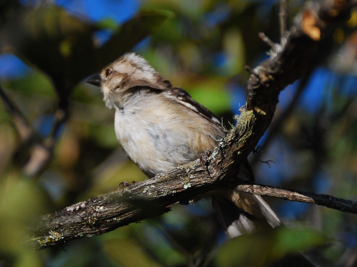 Pale-headed Brushfinch - Agustin Carrasco