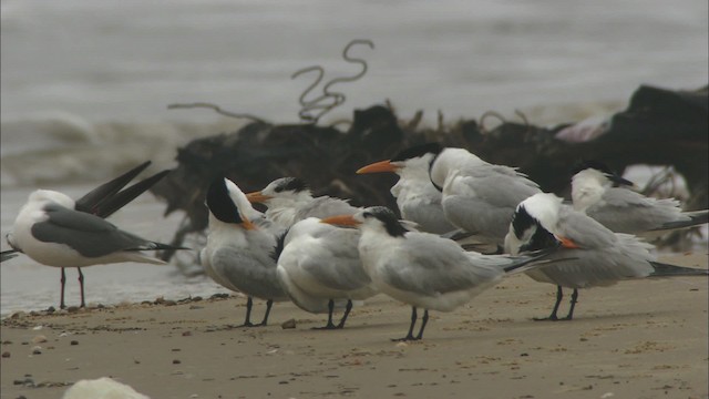 Royal Tern - ML466113