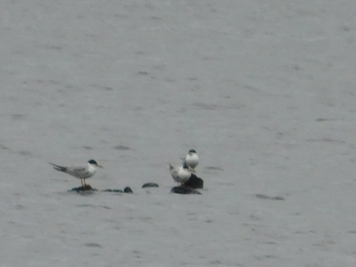 Forster's Tern - ML466113151