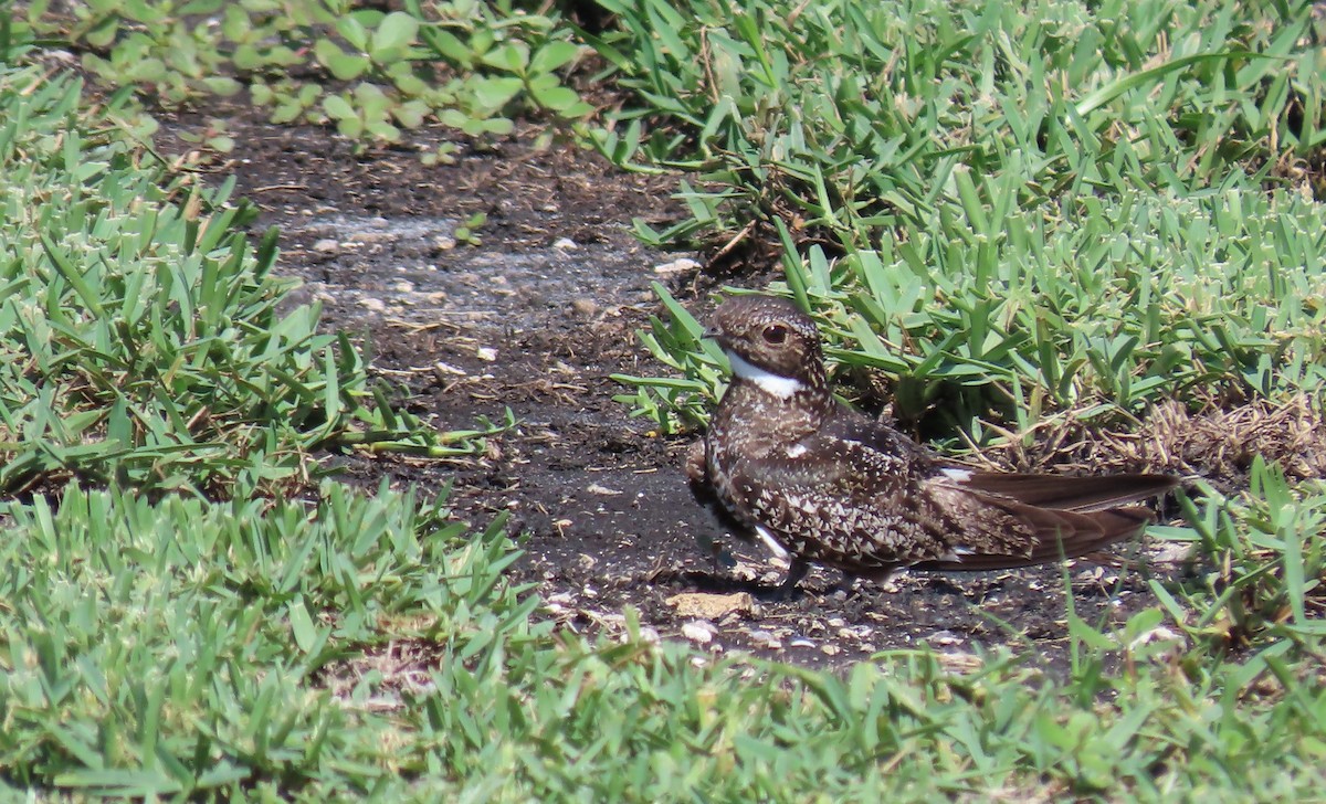 Common Nighthawk - ML466114331