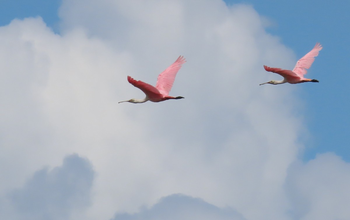 Roseate Spoonbill - ML466114571