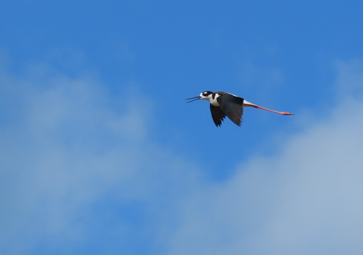 Black-necked Stilt - ML466114781