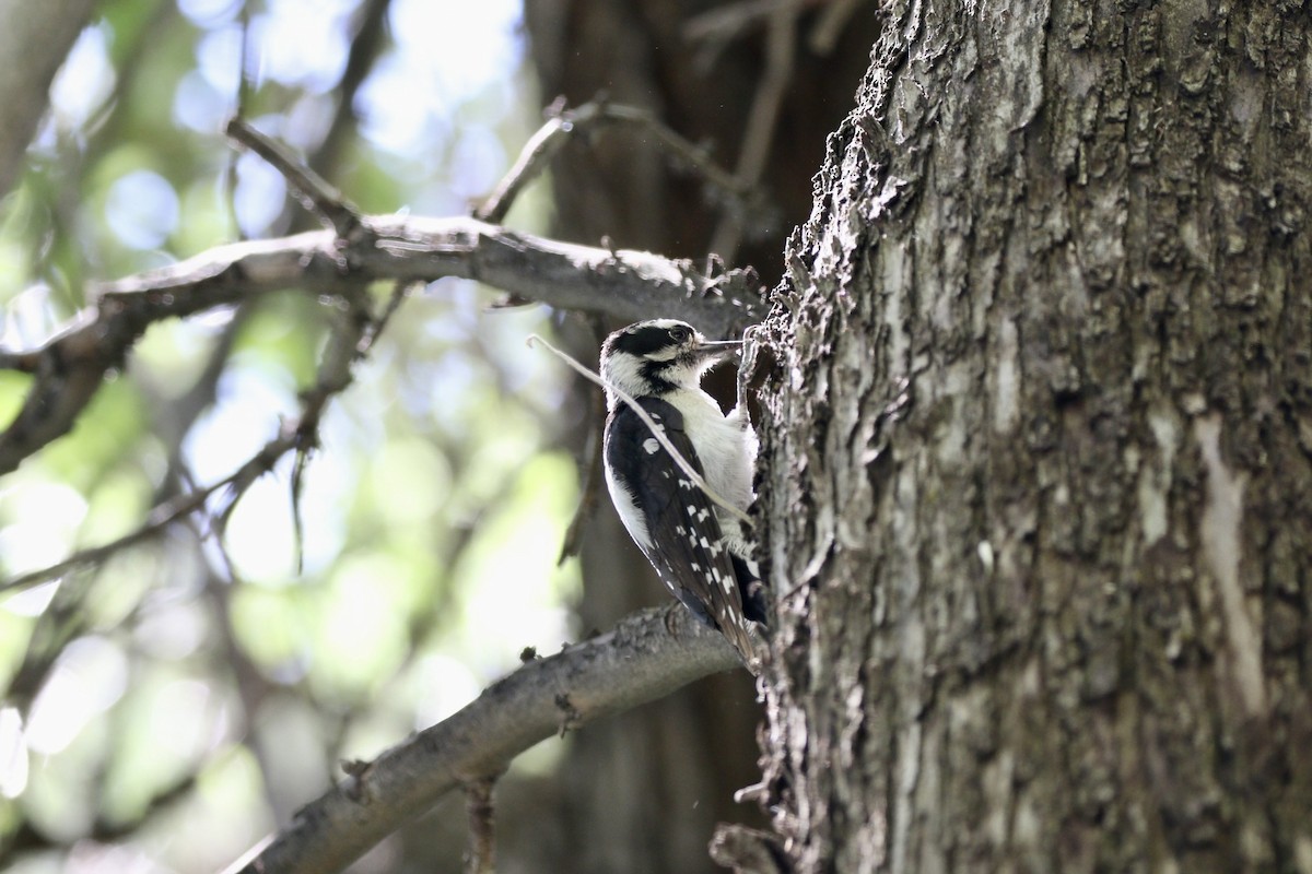 Downy Woodpecker - ML466115281