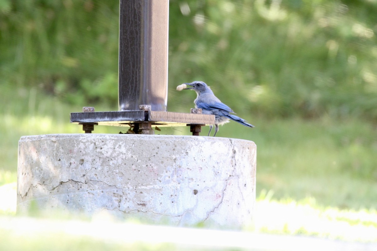 Woodhouse's Scrub-Jay - Bob Greenleaf