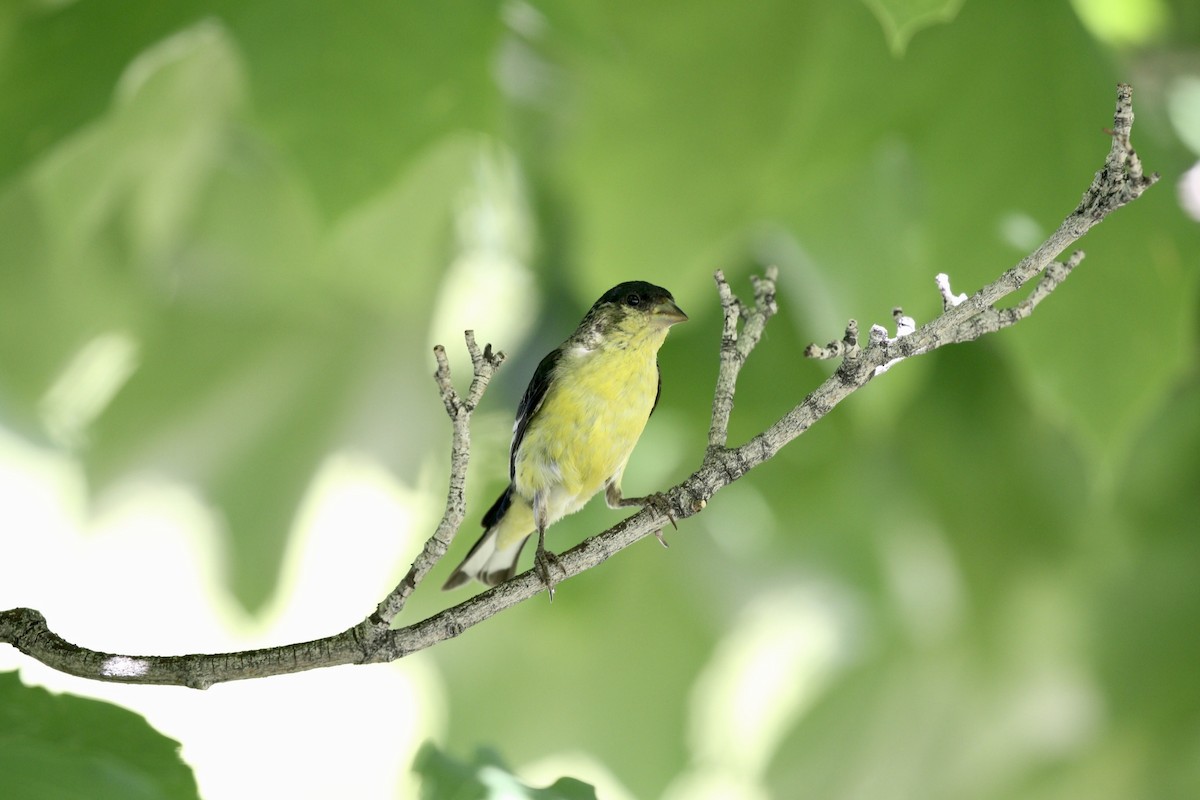 Lesser Goldfinch - ML466115811