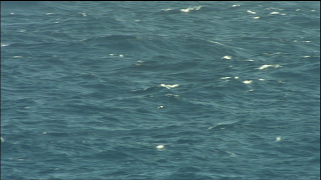 Black-capped Petrel - ML466116