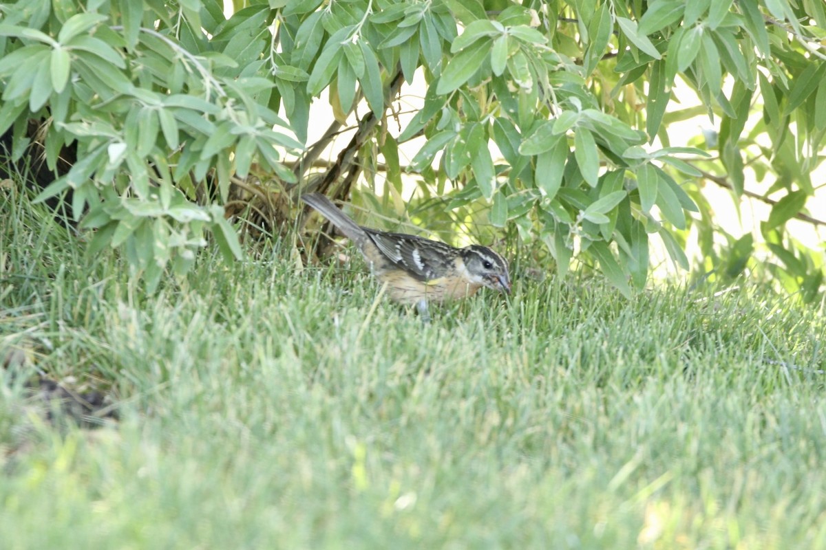 Black-headed Grosbeak - ML466117701