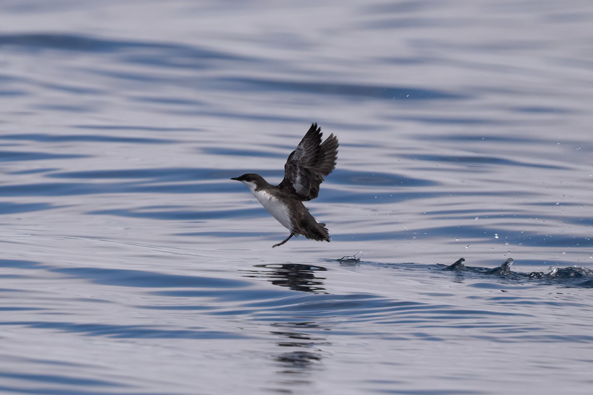 Craveri's Murrelet - Andrew Newmark