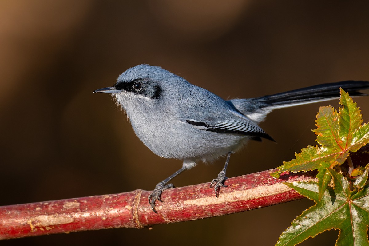 Masked Gnatcatcher - Pablo Ramos