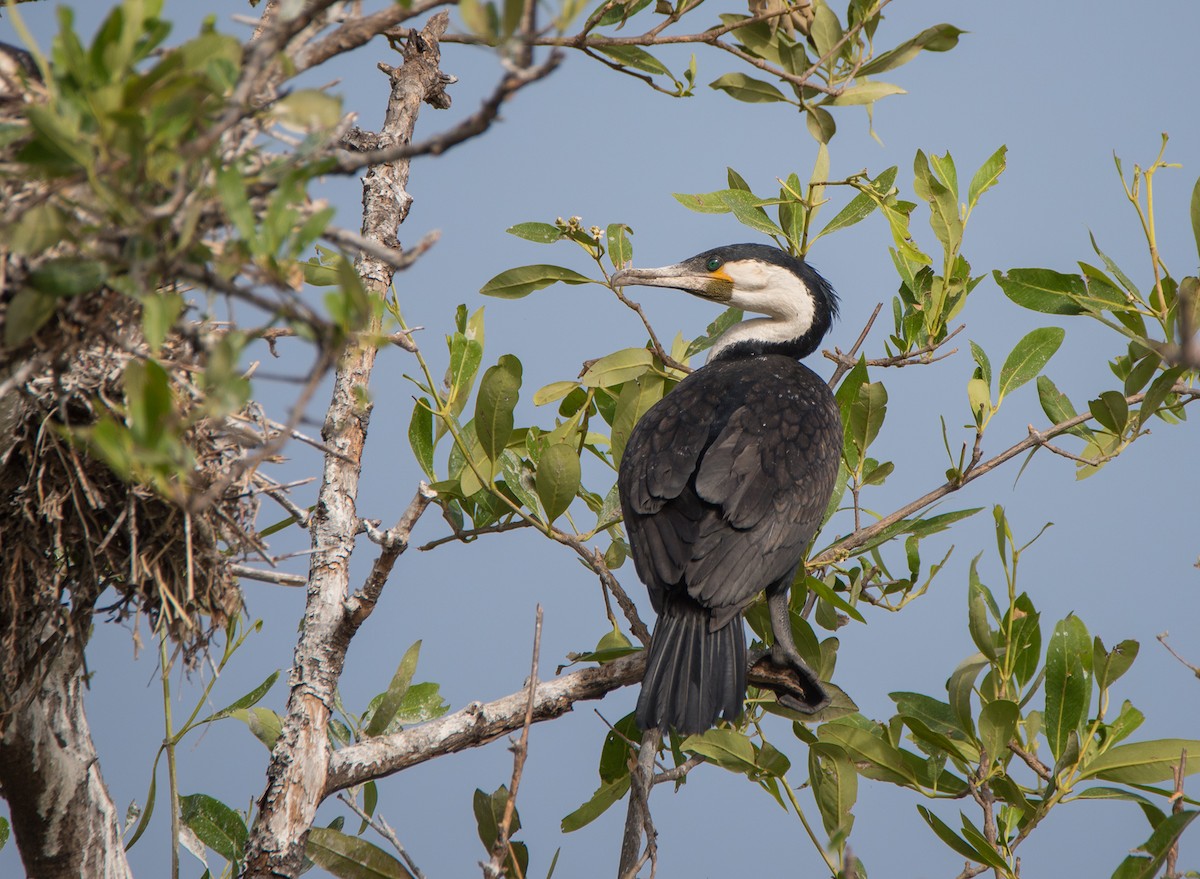 kormorán velký (ssp. lucidus) - ML466118591