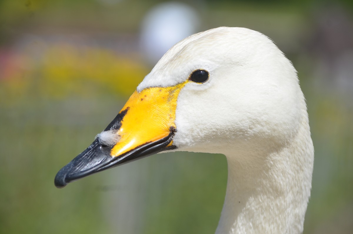 Whooper Swan - ML466119601