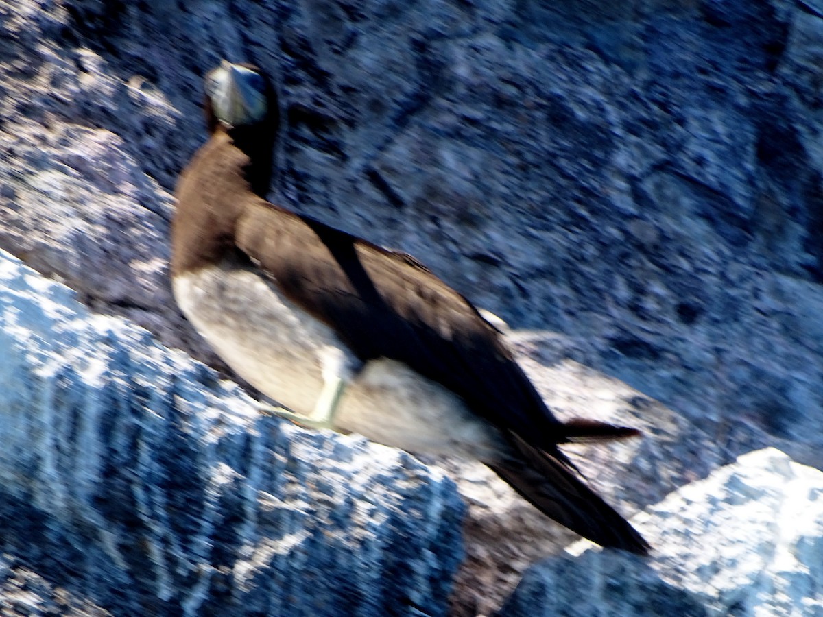 Brown Booby - Micaela Fraire