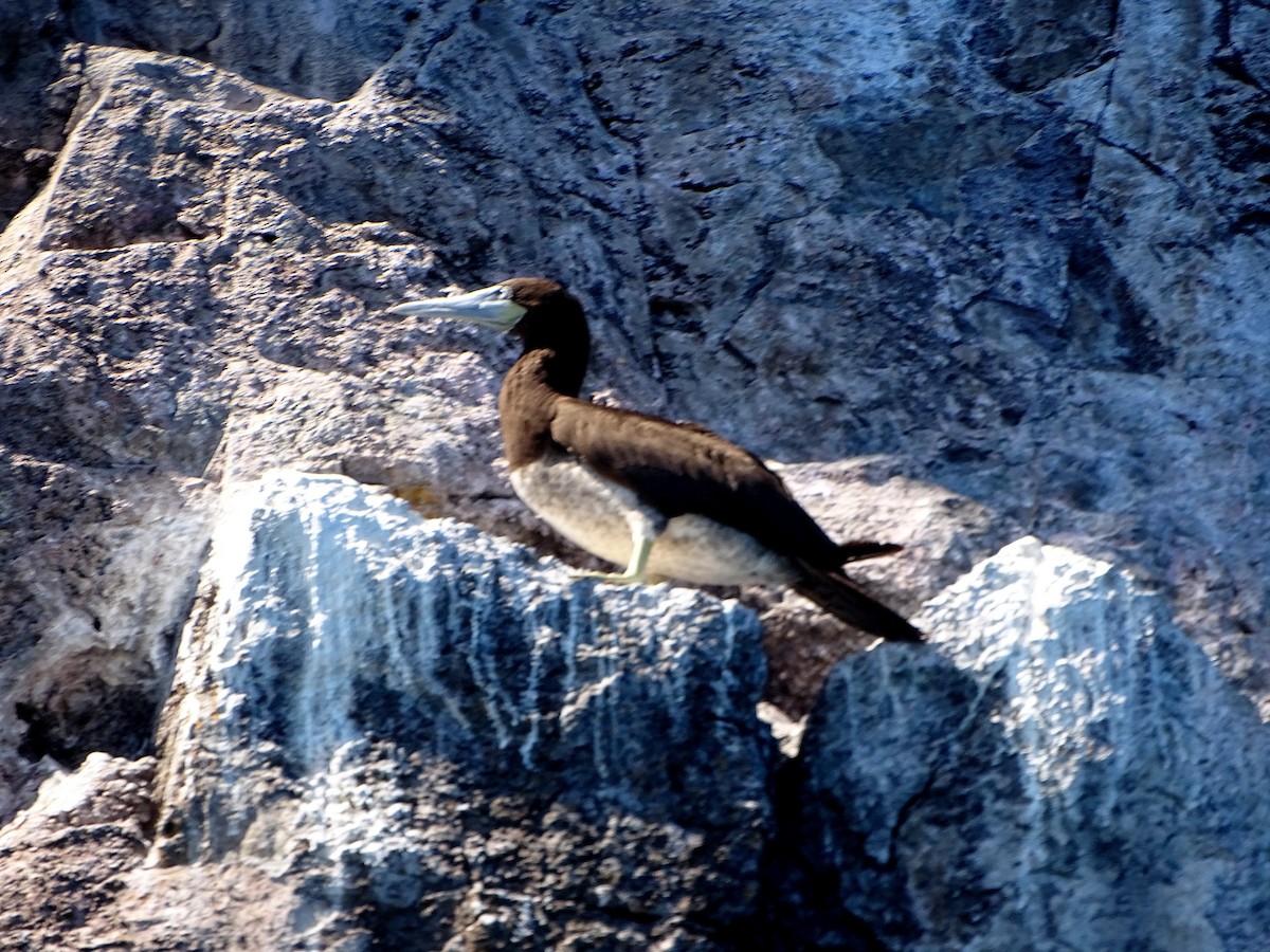 Brown Booby - ML466119881