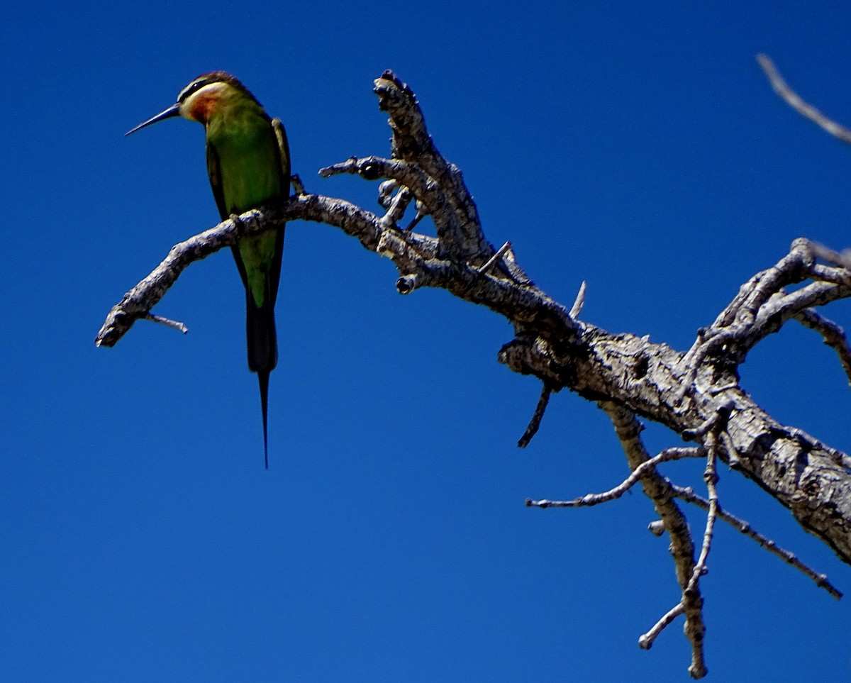 Madagascar Bee-eater - ML466120091