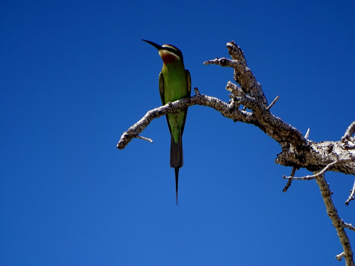 Madagascar Bee-eater - ML466120171