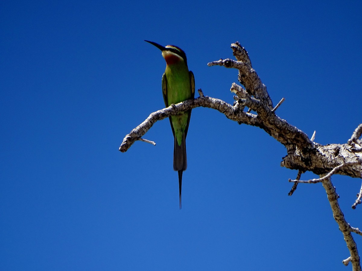 Guêpier de Madagascar - ML466120171