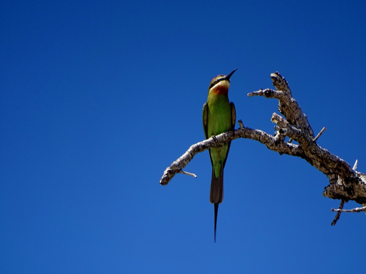 Madagascar Bee-eater - ML466120181