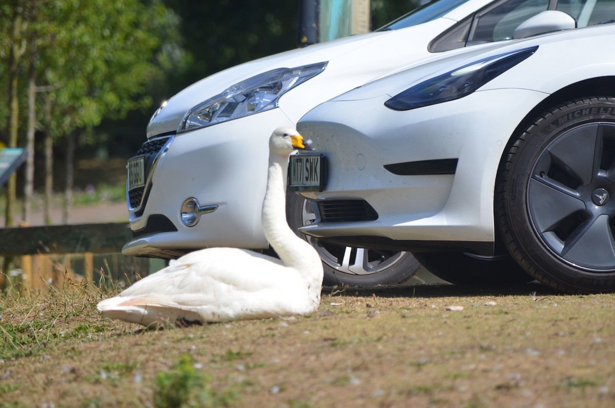 Whooper Swan - ML466120611