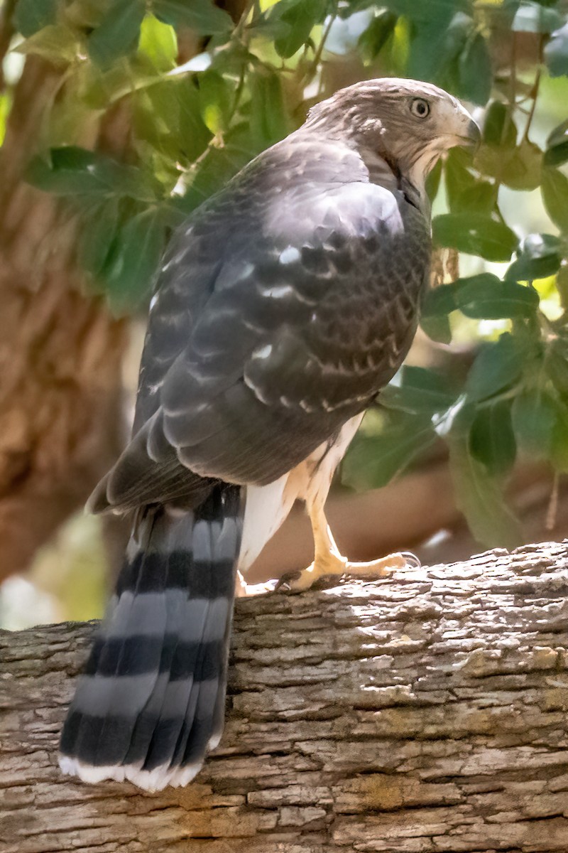 Cooper's Hawk - ML466120851