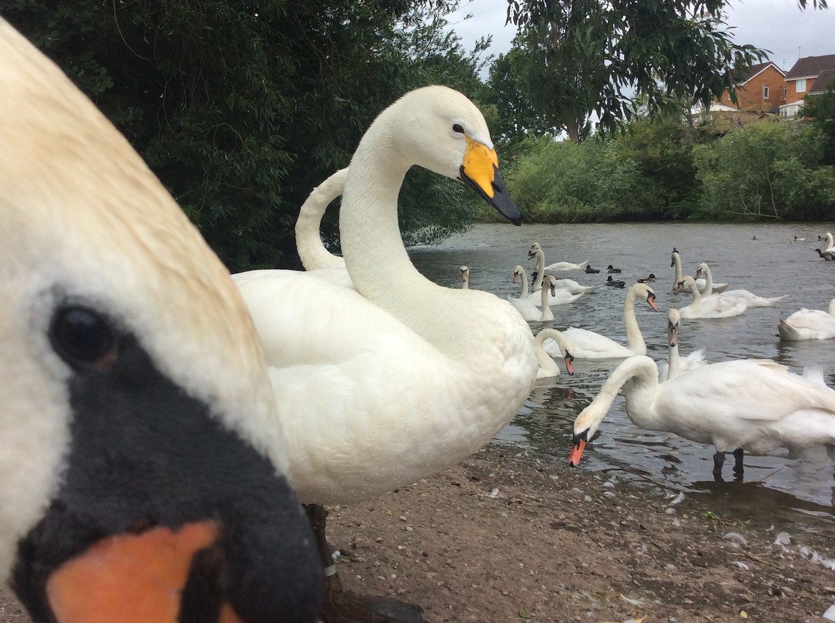 Whooper Swan - ML466125291