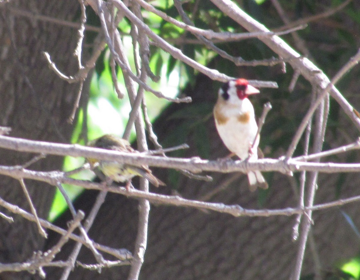European Goldfinch - ML466125761