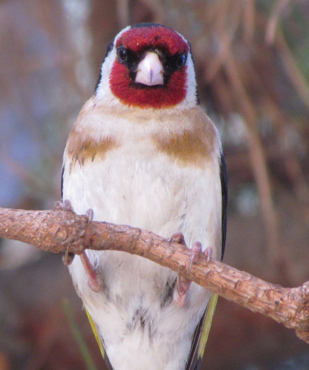 European Goldfinch - ML466125771