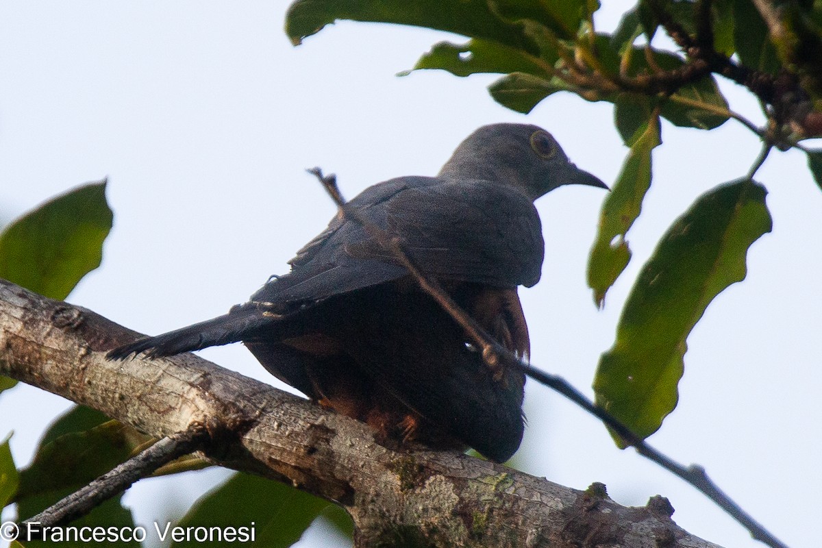 Brush Cuckoo (Sulawesi) - ML466125881