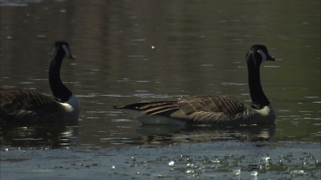 Canada Goose - ML466126