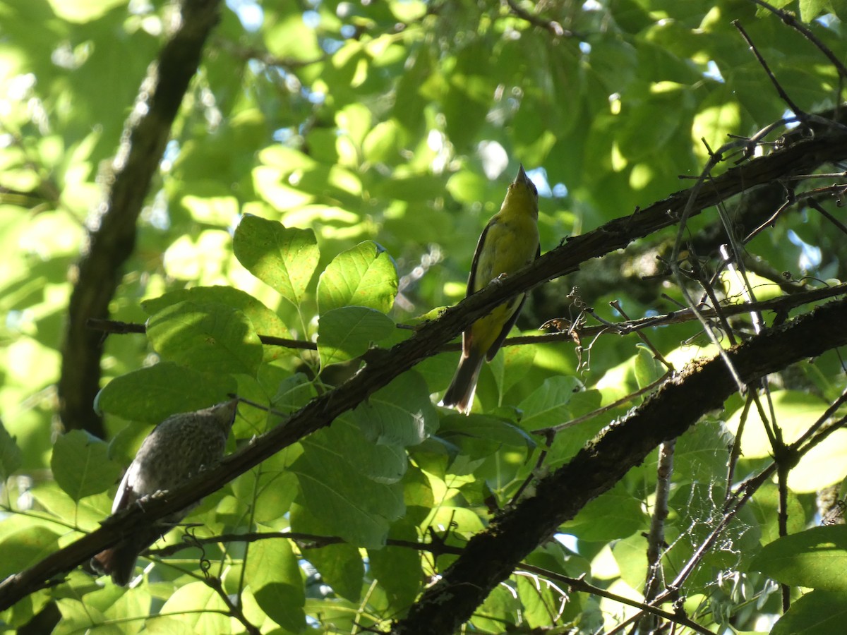 Scarlet Tanager - ML466128391