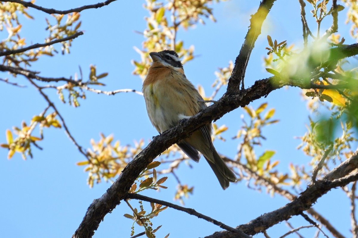 Black-headed Grosbeak - ML466129741