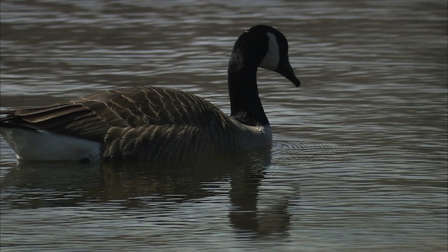 Canada Goose - ML466130