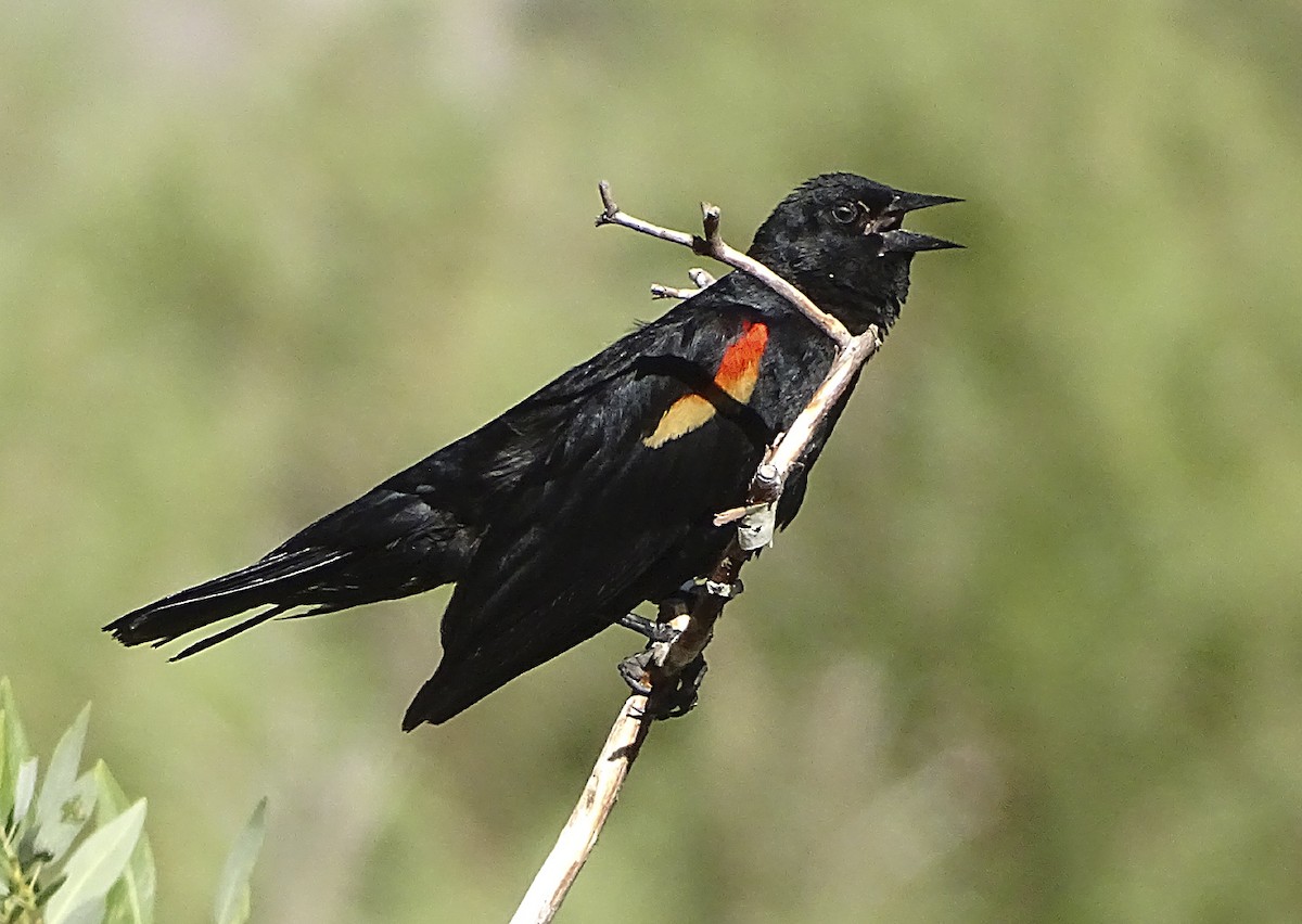 Red-winged Blackbird - ML466130441