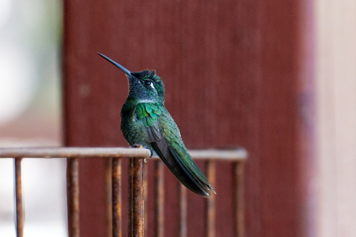 kolibřík skvostný - ML466130551