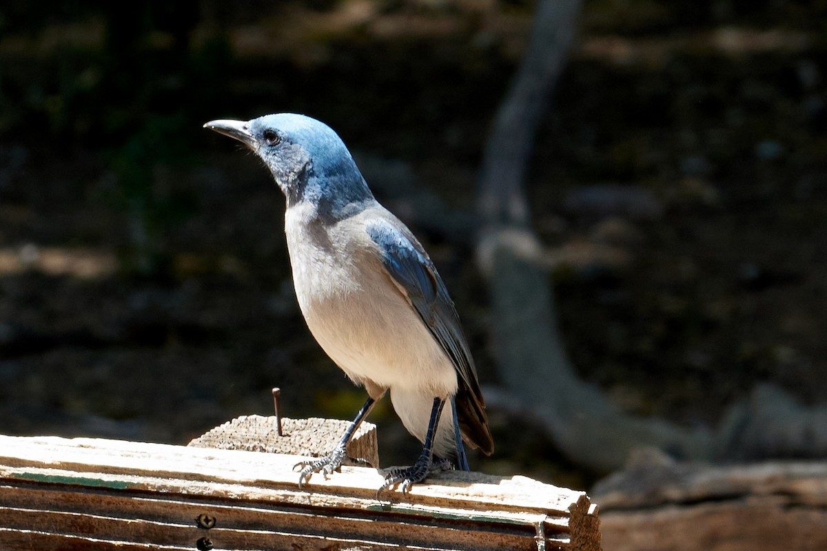 Mexican Jay - Jay Dia