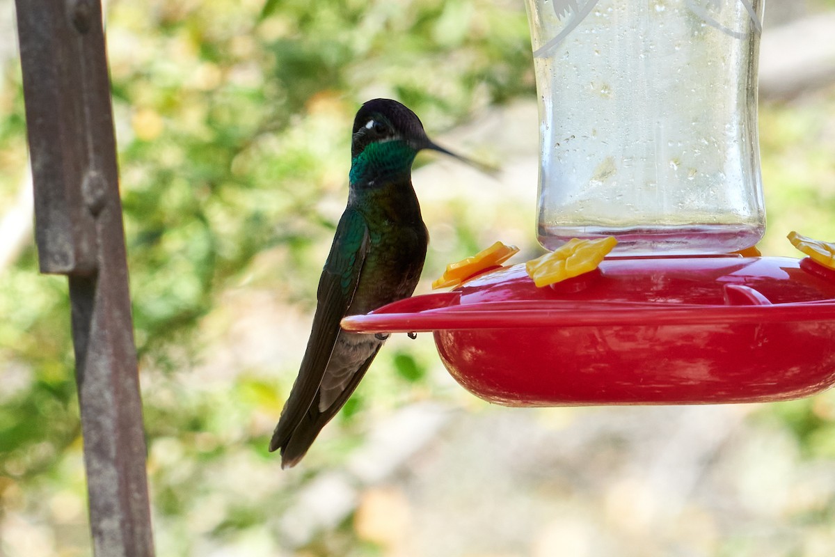 kolibřík skvostný - ML466130621