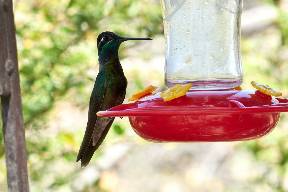 kolibřík skvostný - ML466130651