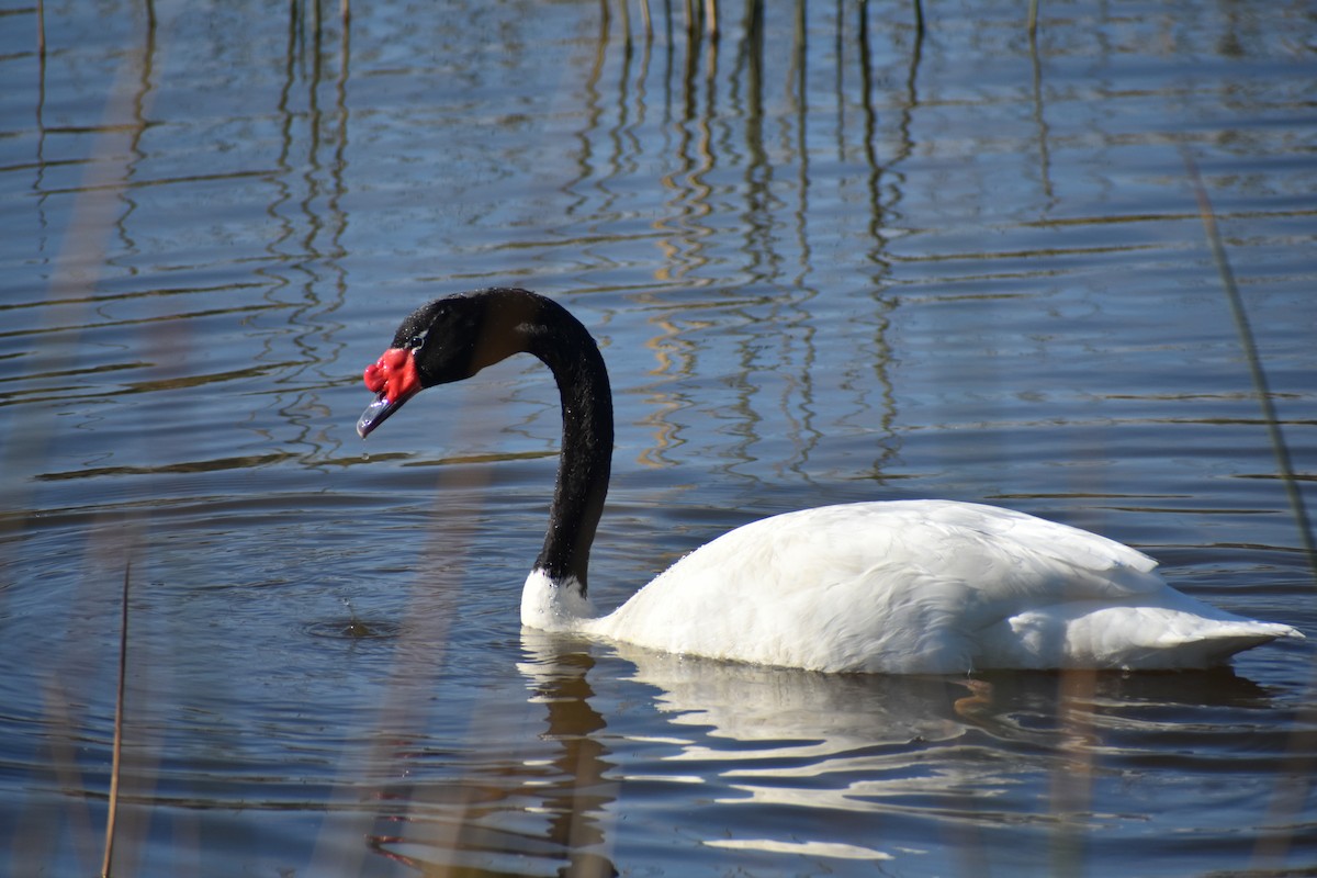 Black-necked Swan - ML466130951